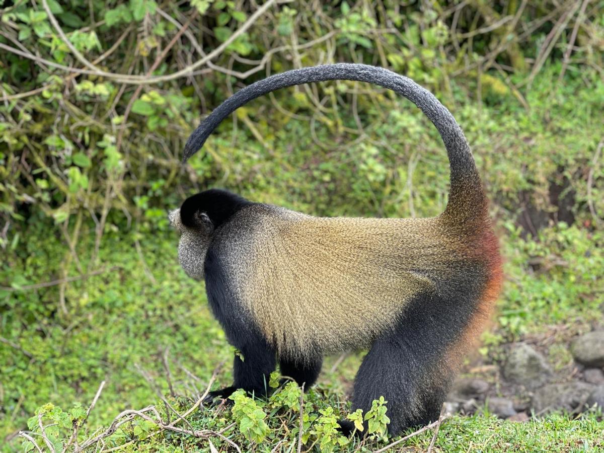 Virunga Homes Ruhengeri 外观 照片