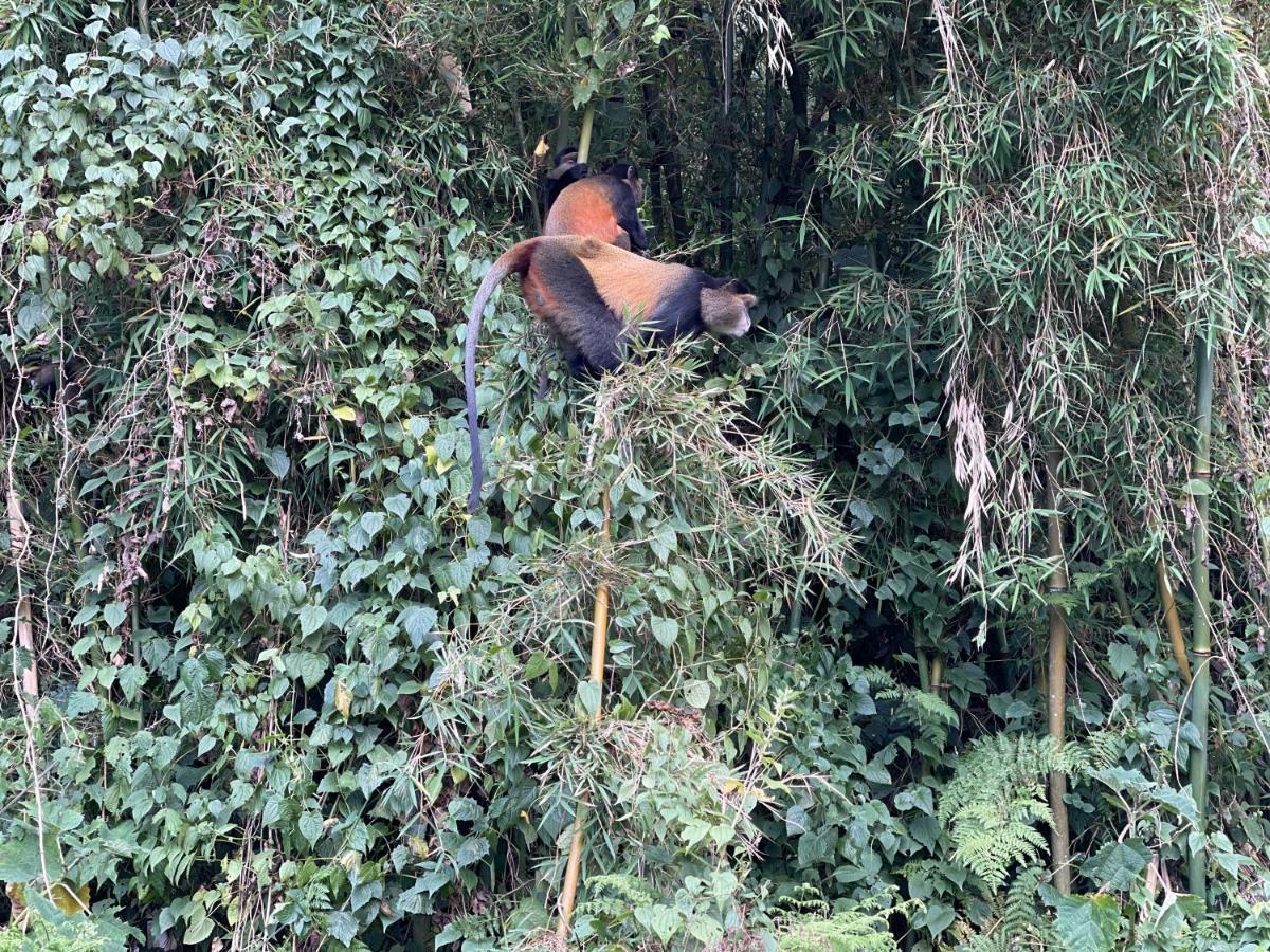 Virunga Homes Ruhengeri 外观 照片