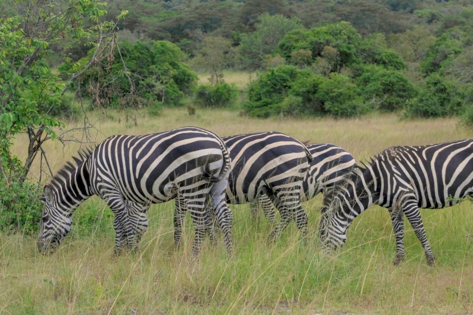 Virunga Homes Ruhengeri 外观 照片